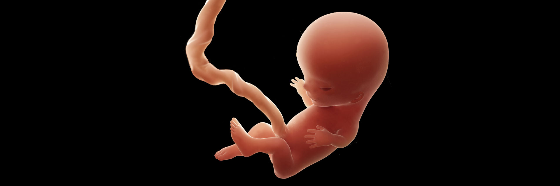 Second Early Fetal Scan Conference 2019